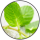 Abverkauf - 10ml Liquid 0 mg/ml Double Mint