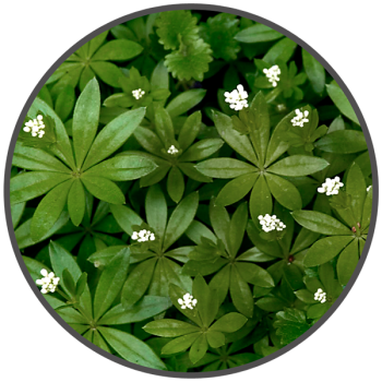 12 mg/ml Woodruff